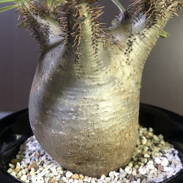 象牙宮　Pachypodium rosulatum v.gracilius　　パキポディウム　　塊根植物　_画像3