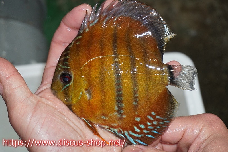 [ wild discus ]la- extremely repair red Young Star [ individual sale ]12-13cm( organism )