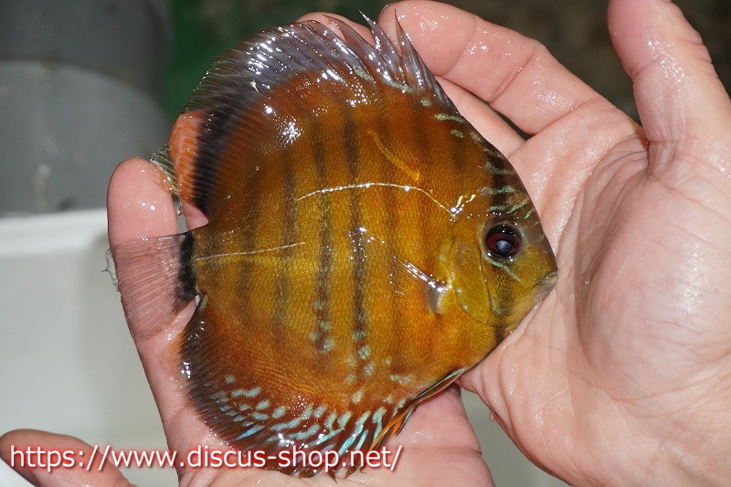 [ wild discus ]la- extremely repair red Young Star [ individual sale ]12-13cm( organism )