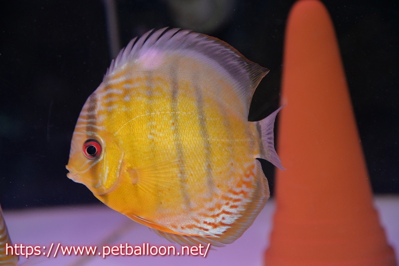 [ wild discus ] upper tefe Royal green [ individual pair sale ]13cm( organism )