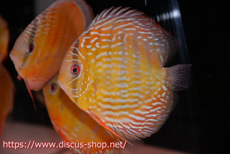 [ wild discus ]la-gobatata Royal [ individual sale ]14cm( organism )