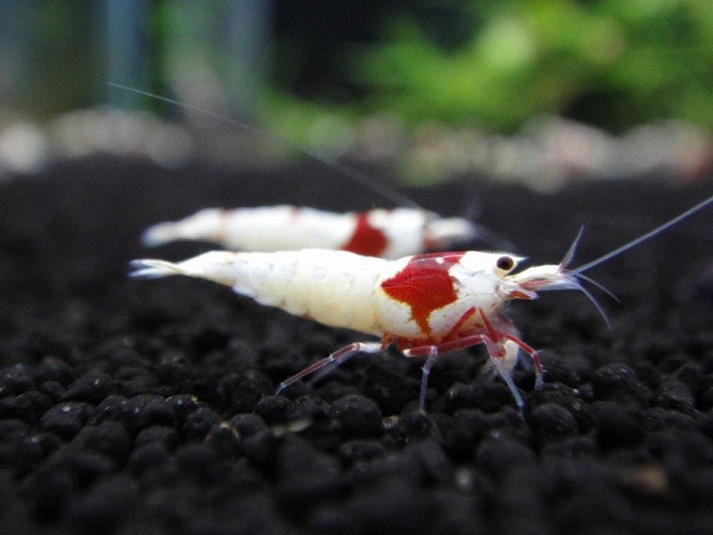 [ shrimp ][ shrimp ][1 pcs ] Red Bee Shrimp outline of the sun Mothra quality goods carefuly selected red white . beautiful individual M domestic bleed (1.2-1.5cm)