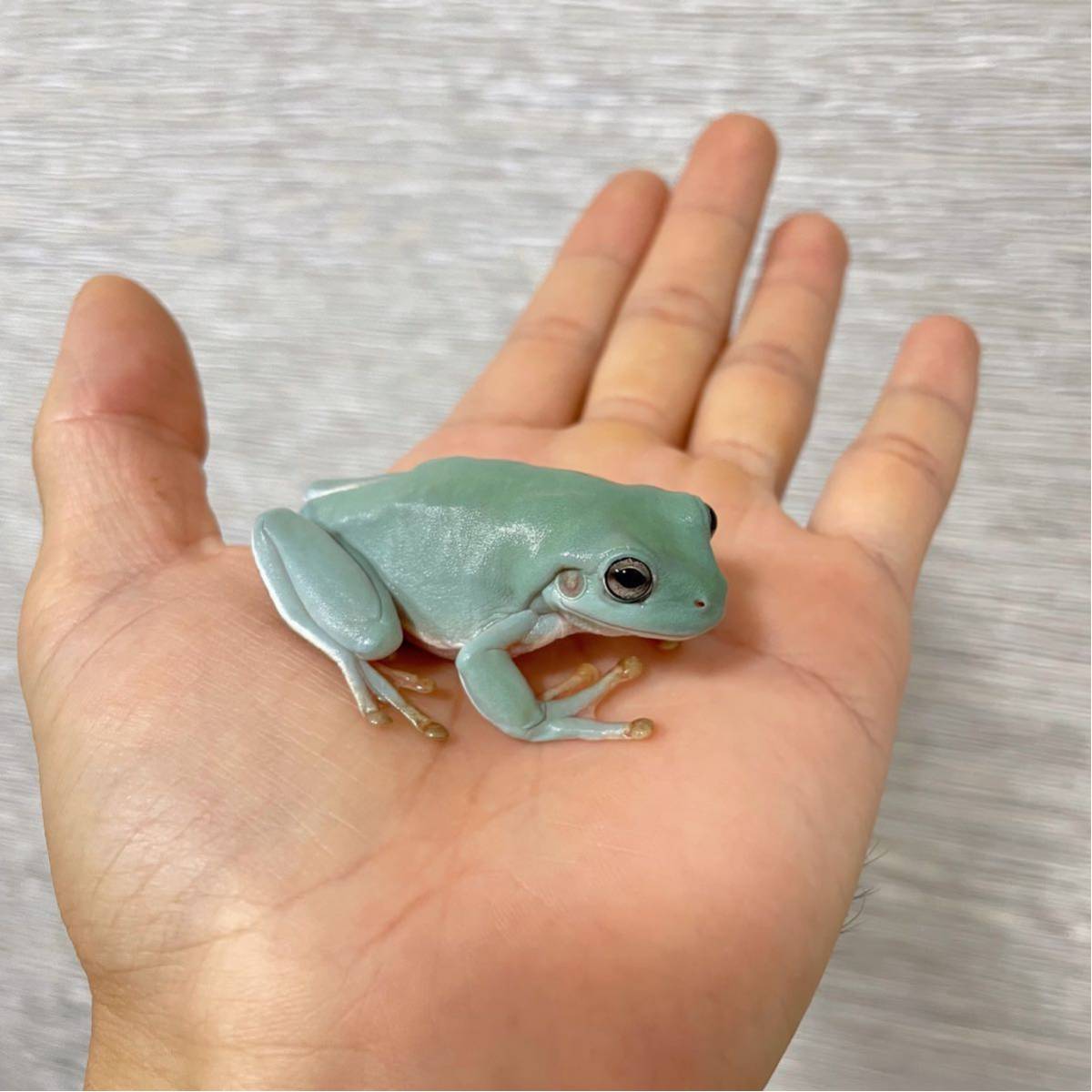 セレクト個体 純血 イエアメガエル ブルー系 食欲旺盛 人工飼料 人慣れた スノーフレーク 可愛い Blogdaspet Mklojadolocador Com Br セレクト個体 純血 イエアメガエル ブルー系 食欲旺盛 人工飼料 人慣れた スノーフレーク 可愛い Blogdaspet Mklojadolocador Com Br