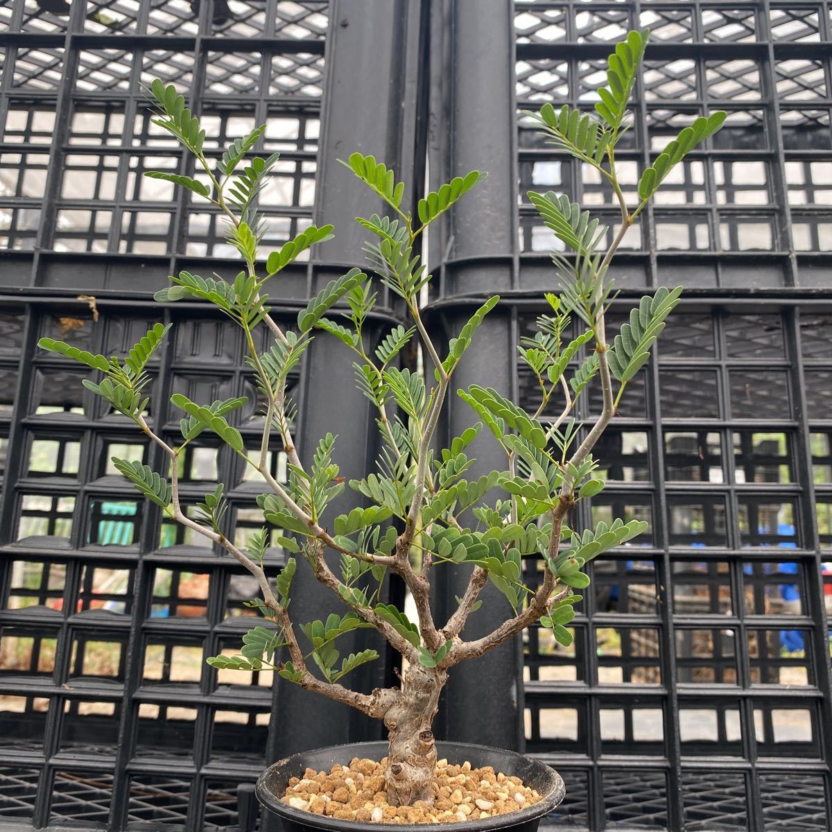 センナ メリディオナリス Senna Meridionalis 実生株 約10cmプラ鉢 Brandsynariourdu Com センナ メリディオナリス Senna Meridionalis 実生株 約10cmプラ鉢 Brandsynariourdu Com