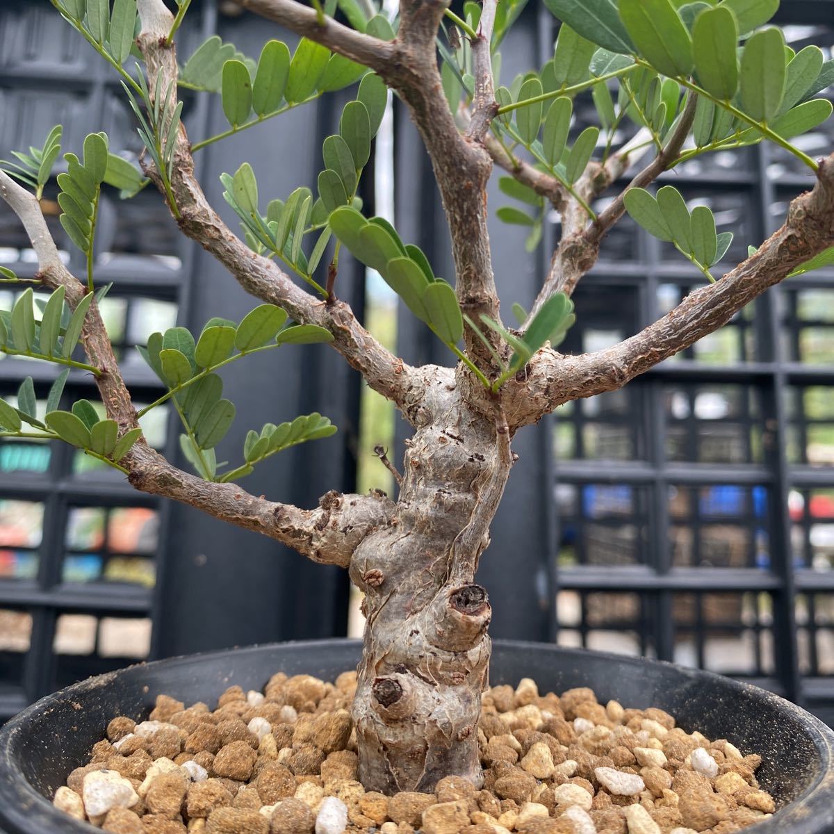 ① センナ メリディオナリス 【senna meridionalis】実生株 約10cmプラ