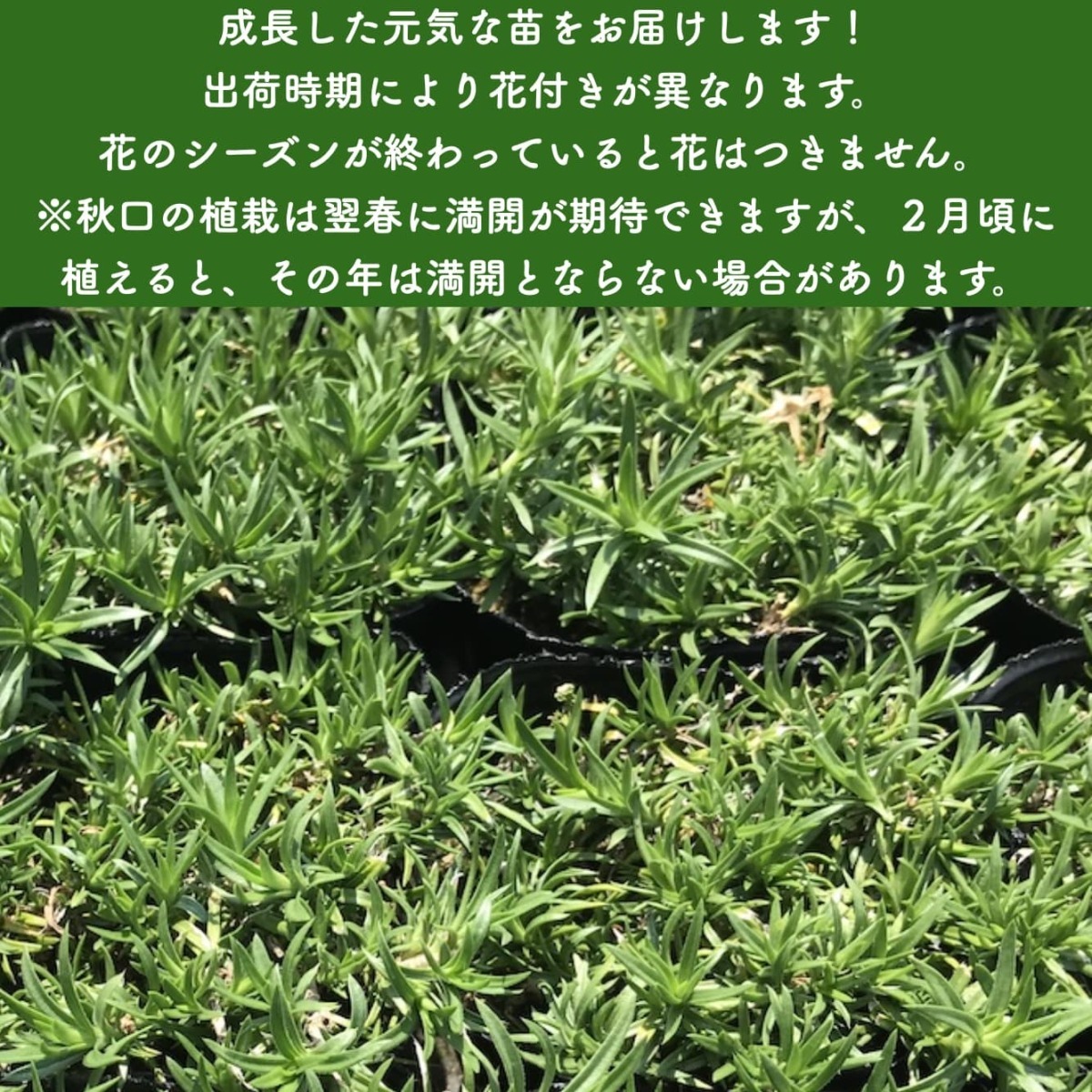  Revue privilege equipped high quality lawn grass Sakura o- gold ton Blue Eye blue color kind 9cm pot seedling 80 stock siba The kla ground cover free shipping 