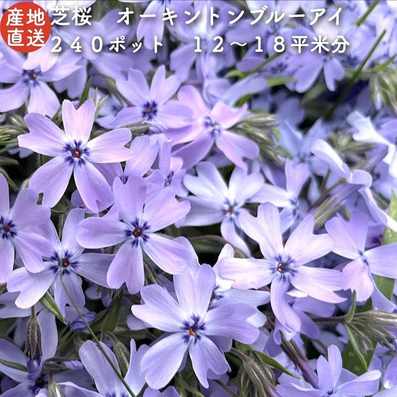 レビュー特典あり 高品質 芝桜 オーキントンブルーアイ 青色種 ９cmポット苗 ２４０株 シバザクラ グランドカバー 送料無料_画像1