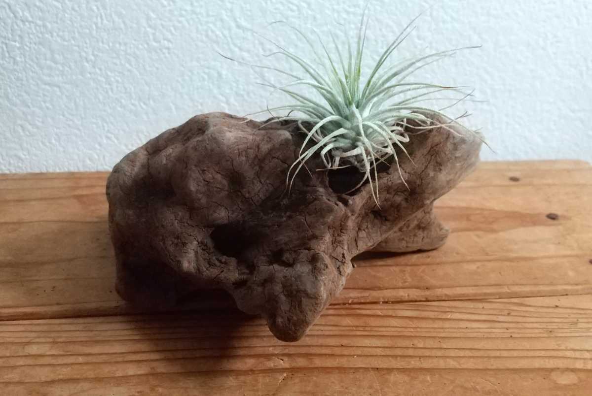 12* driftwood * air plant holder * air plant put * air plant display * reptiles breeding * interior * objet d'art * perch * insect breeding 