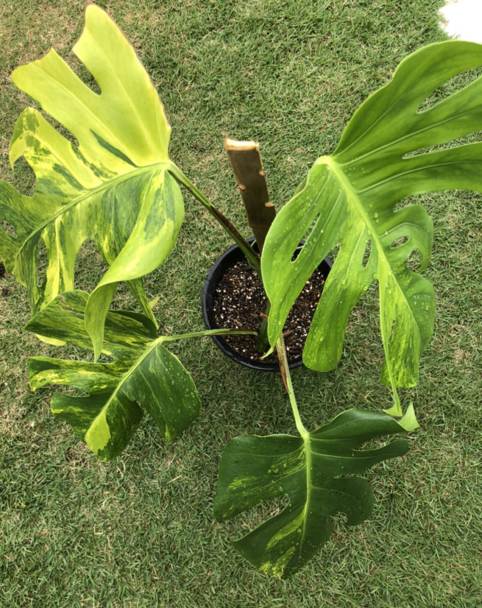 モンステラ・ボルシギアナ・オーレアバリエガータ 黄斑入りMonstera