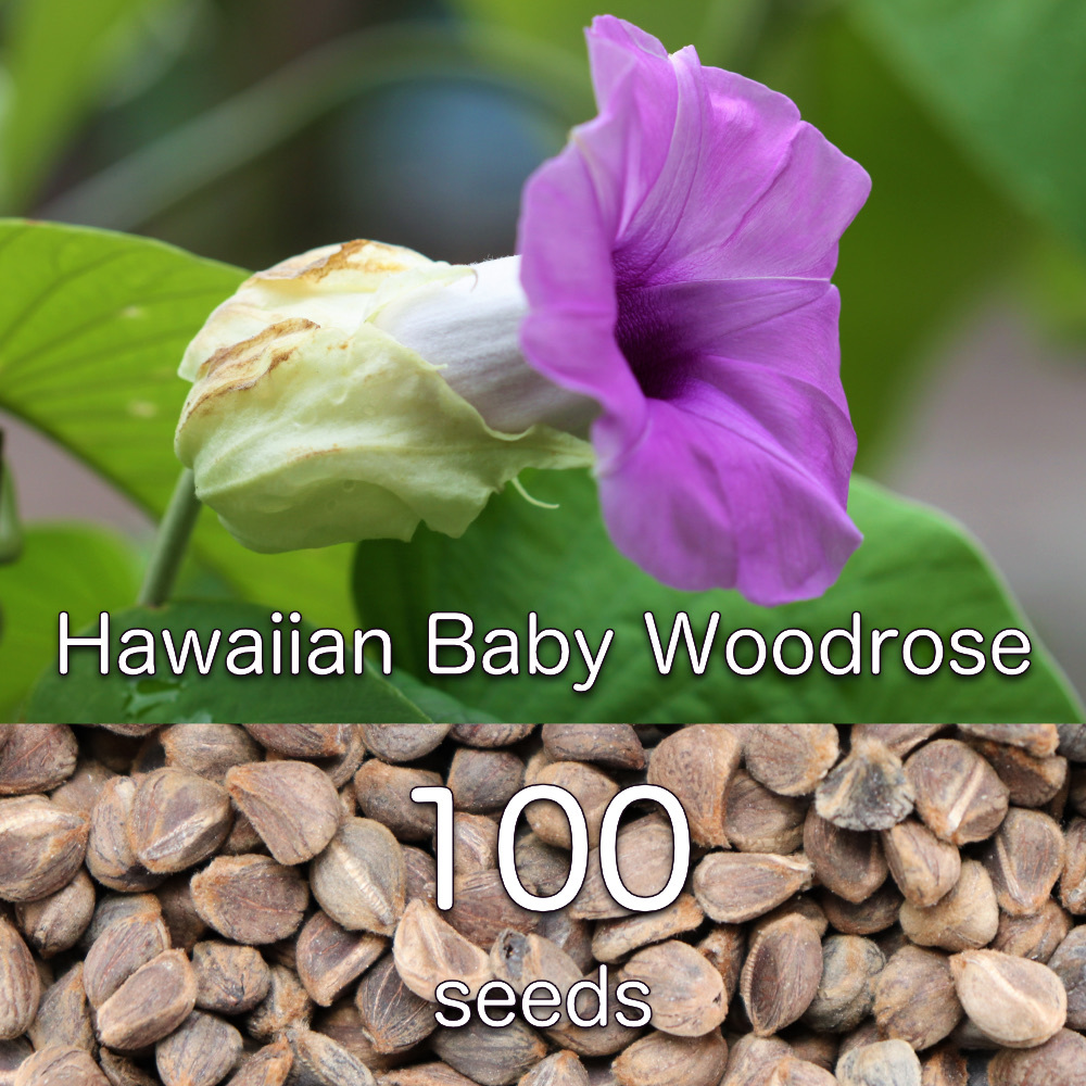 Acacia Confusa 種子 500粒+-