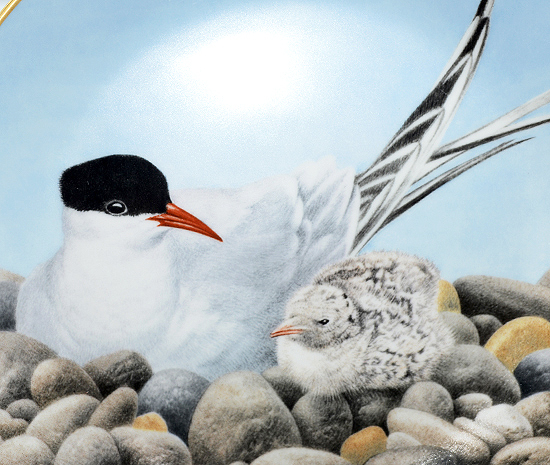 ダンバリーミント アジサシ/Tern bird plate Danbury mint 12WATERBIRD_画像2