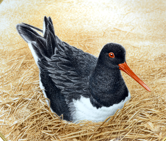 ダンバリーミント ミヤコドリ/Oyster-Catcher bird plate Danbury mint 12WATERBIRD_画像2