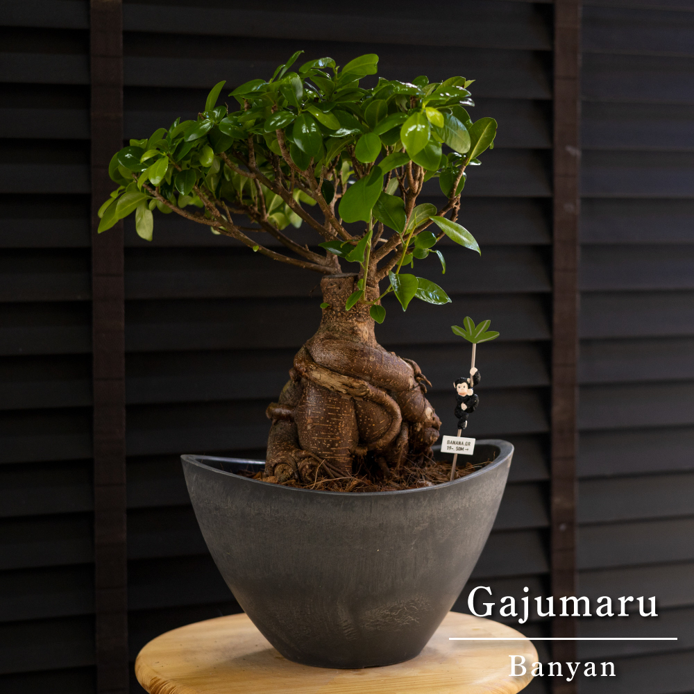 運気up ガジュマルの木 7号 ボタニーバルカボール鉢 ピック付 観葉植物 ガジュマル 多幸の木 Brandsynariourdu Com 運気up ガジュマルの木 7号 ボタニーバルカボール鉢 ピック付 観葉植物 ガジュマル 多幸の木 Brandsynariourdu Com