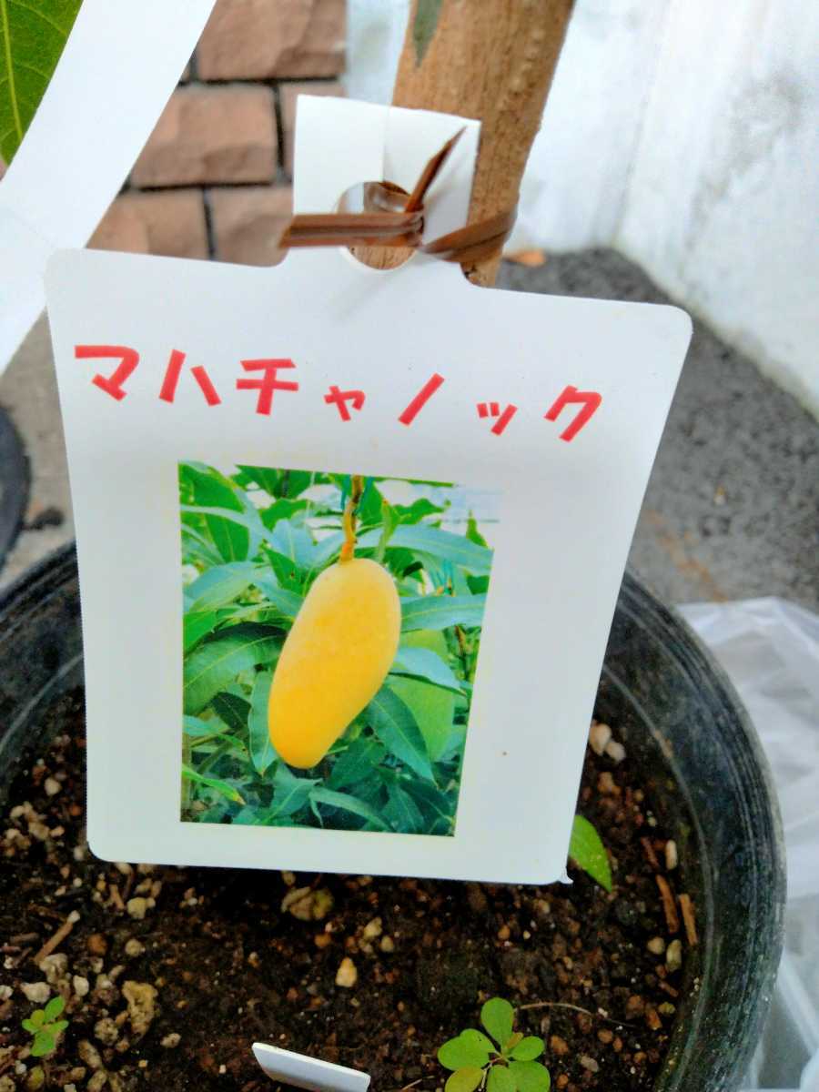 12104円 贅沢屋の マンゴーの苗木 マハチャノック 鉢植え苗なので年中植付け可能 マンゴー苗木 苗木 果樹苗