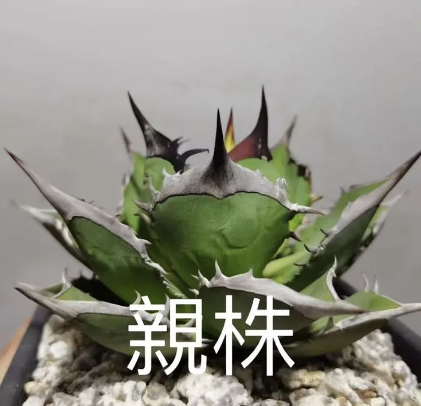 多肉植物 アガベ チタノタ 小島白刺 胴切り株 強刺大子株 21株 多肉植物 アガベ チタノタ 小島白刺 胴切り株 強刺大子株 21株