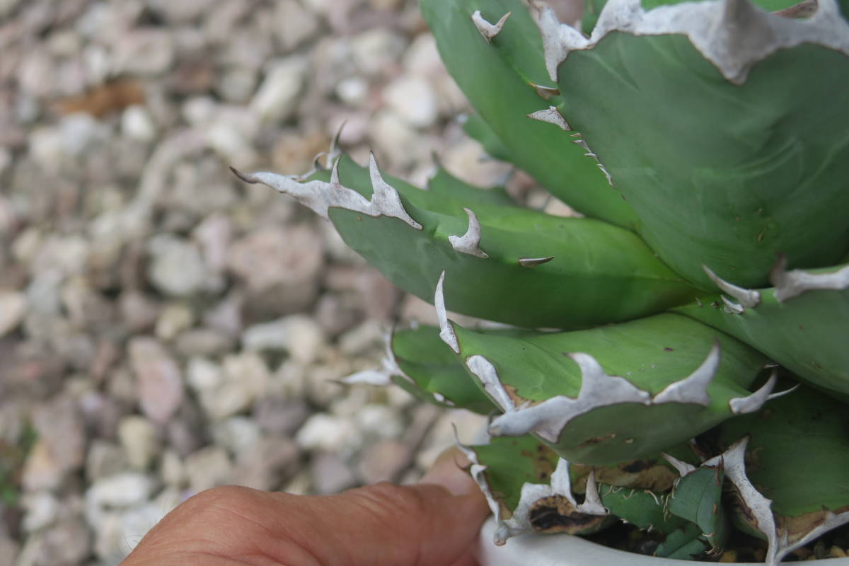 アガベ　農大SP　NO1 　小苗　　（サボテン　多肉植物）_参考見本苗　肉厚の葉