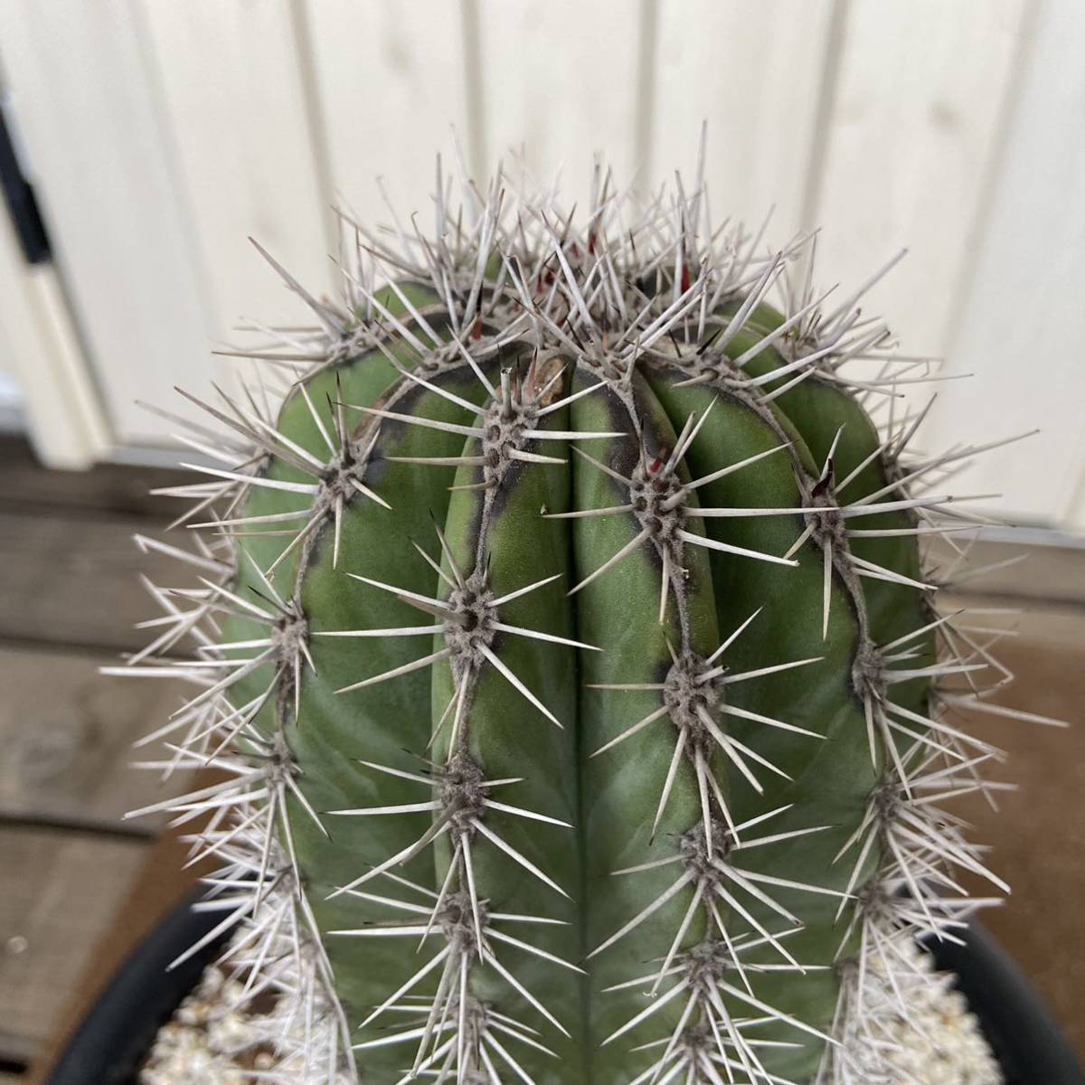現品 武倫柱 ブリンチュウ |Pachycereus pringley |柱サボテン