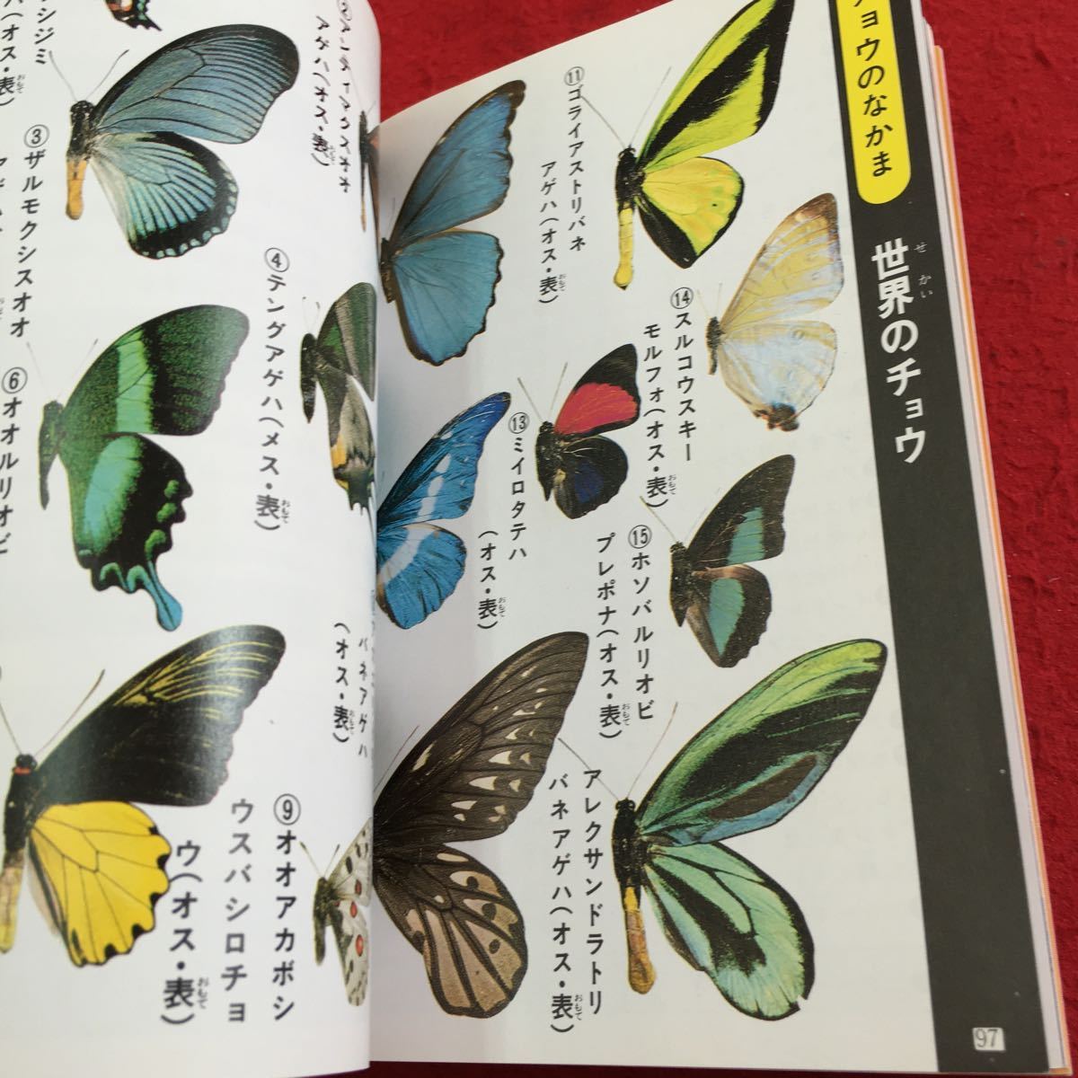 Y34-096 color version insect large various subjects long select series ①../ black . good .chou rhinoceros beetle dragonfly semi bata Cave n car 1989 year issue 