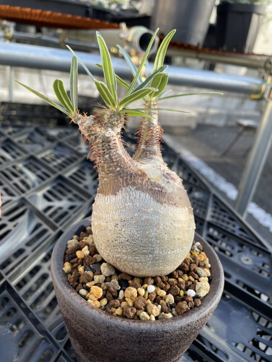 パキポディウム グラキリス 実生 コーデックス 塊根植物 多肉植物 ...