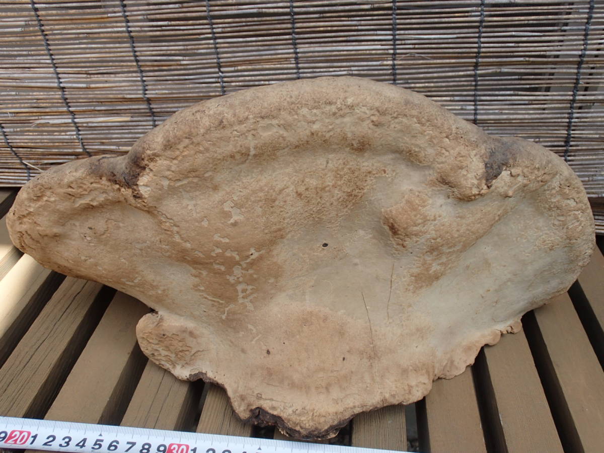 大きな猿の腰掛・さるのこしかけ・サルノコシカケ・霊芝 漢方?置物 大きな猿の腰掛・さるのこしかけ・サルノコシカケ・霊芝 漢方?置物