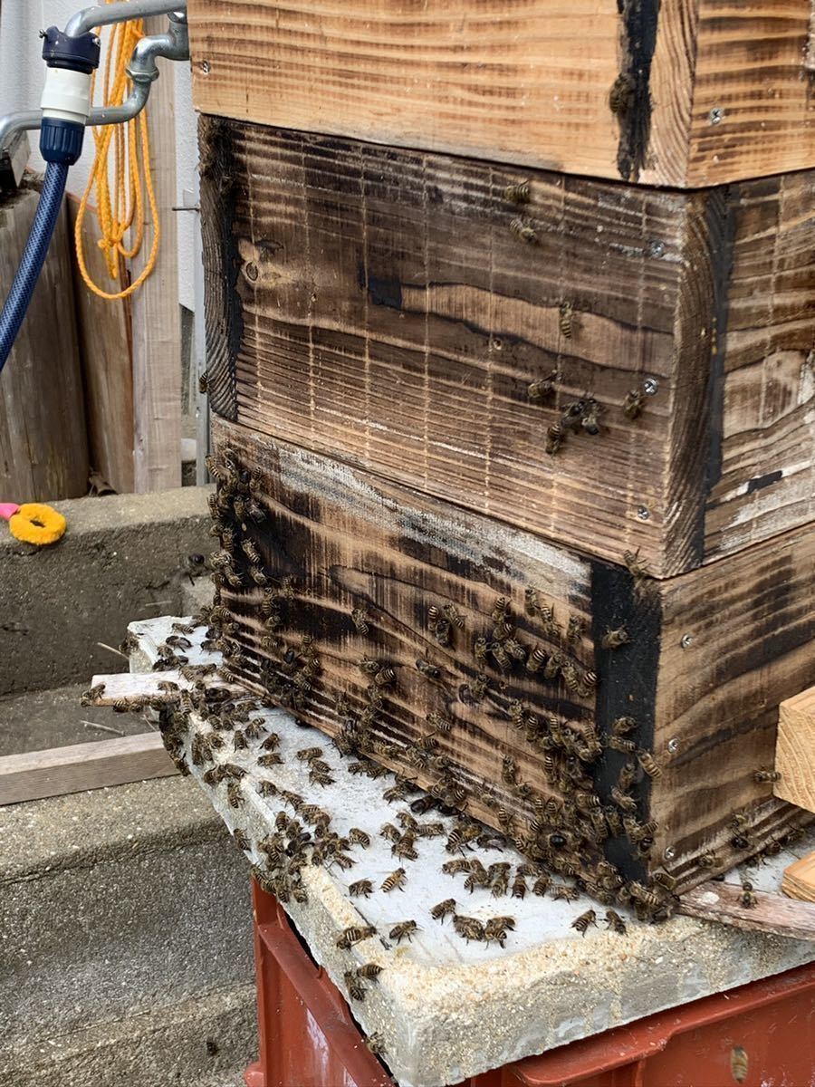 日本蜜蜂 150g/ニホンミツバチ /日本みつばち/はちみつ/ハチミツ/蜂蜜/ikefarm_画像4