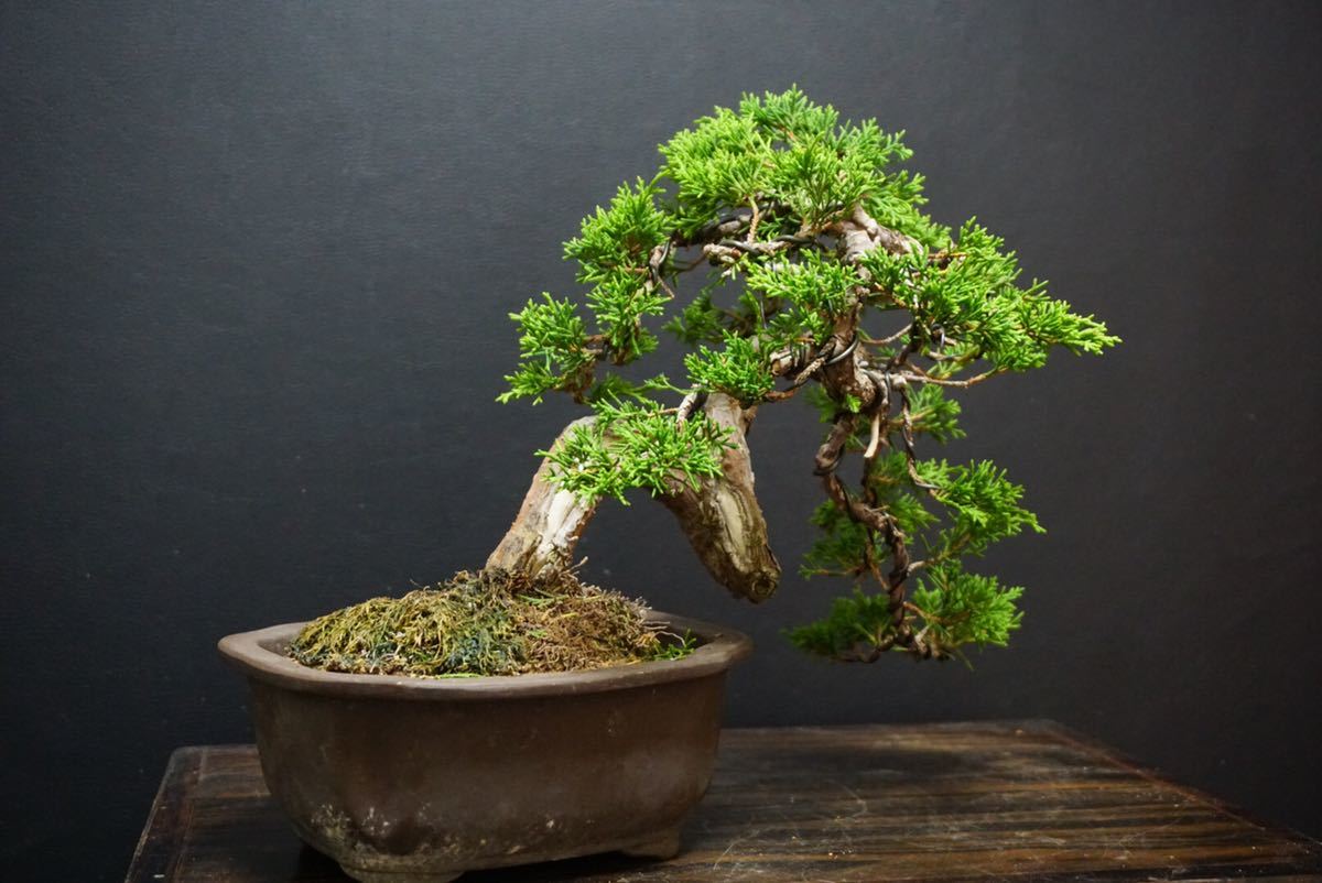 Yahoo!オークション - 《糸魚川真柏》糸魚川 真柏 盆栽 真柏盆栽