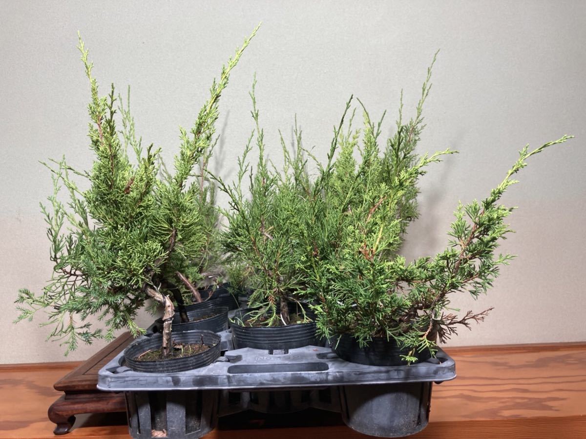 洗濯機可 糸魚川真柏 苗10本 - 植物/観葉植物