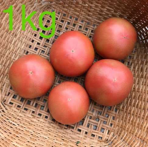 産地直送 減農薬トマト 桃太郎トマト 約６kg ２４個～ はねだし 訳あり_画像3