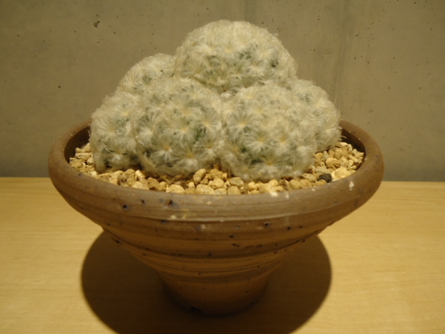 Plant■マミラリア/白星群生/Mammillaria plumosa/多肉植物/観葉植物/サボテン■発根済み_画像9