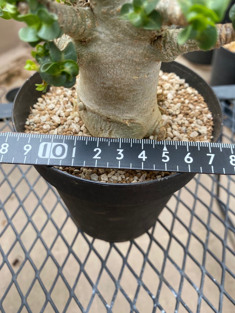 アデニウム アラビカム 巻葉 獅子葉 DHA 塊根植物 コーデックス アデニウム アラビカム 巻葉 獅子葉 DHA 塊根植物 コーデックス