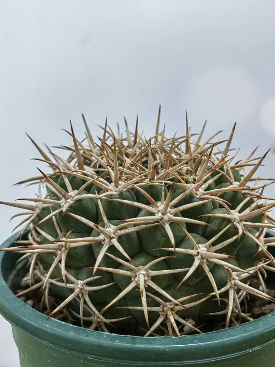 ギムノカリキウム アンバトエンセ 太棘 極上株 観葉植物 ギムノカリキウム アンバトエンセ 太棘 極上株 観葉植物