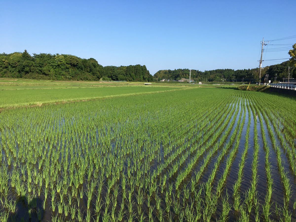 令和３年産コシヒカリ玄米10kg+紫黒米500g_画像1