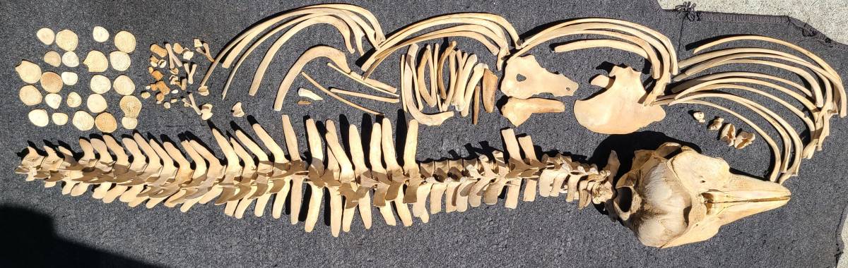 イルカ 頭骨 頭蓋骨 骨格 標本 | www.sidneinogueira.com