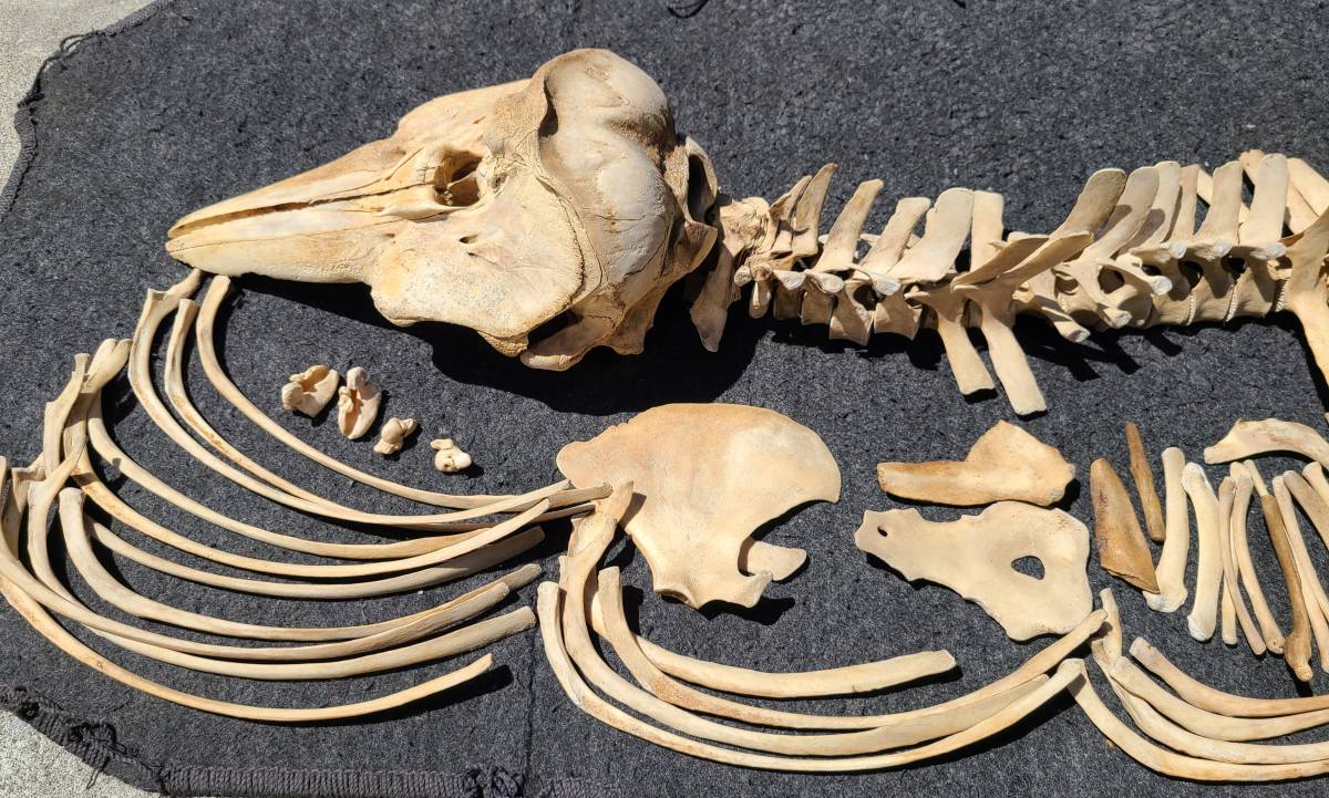 イルカ 頭骨 頭蓋骨 骨格 標本 | www.sidneinogueira.com