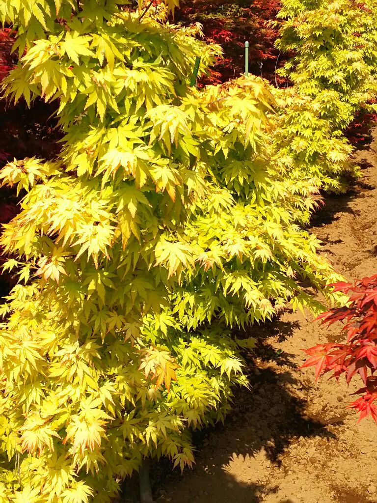 !momiji rare goods kind [ orange Dream ] new green. vivid yellow color height is bottom part from 250 centimeter degree [ bending ]. is fat. reality goods!