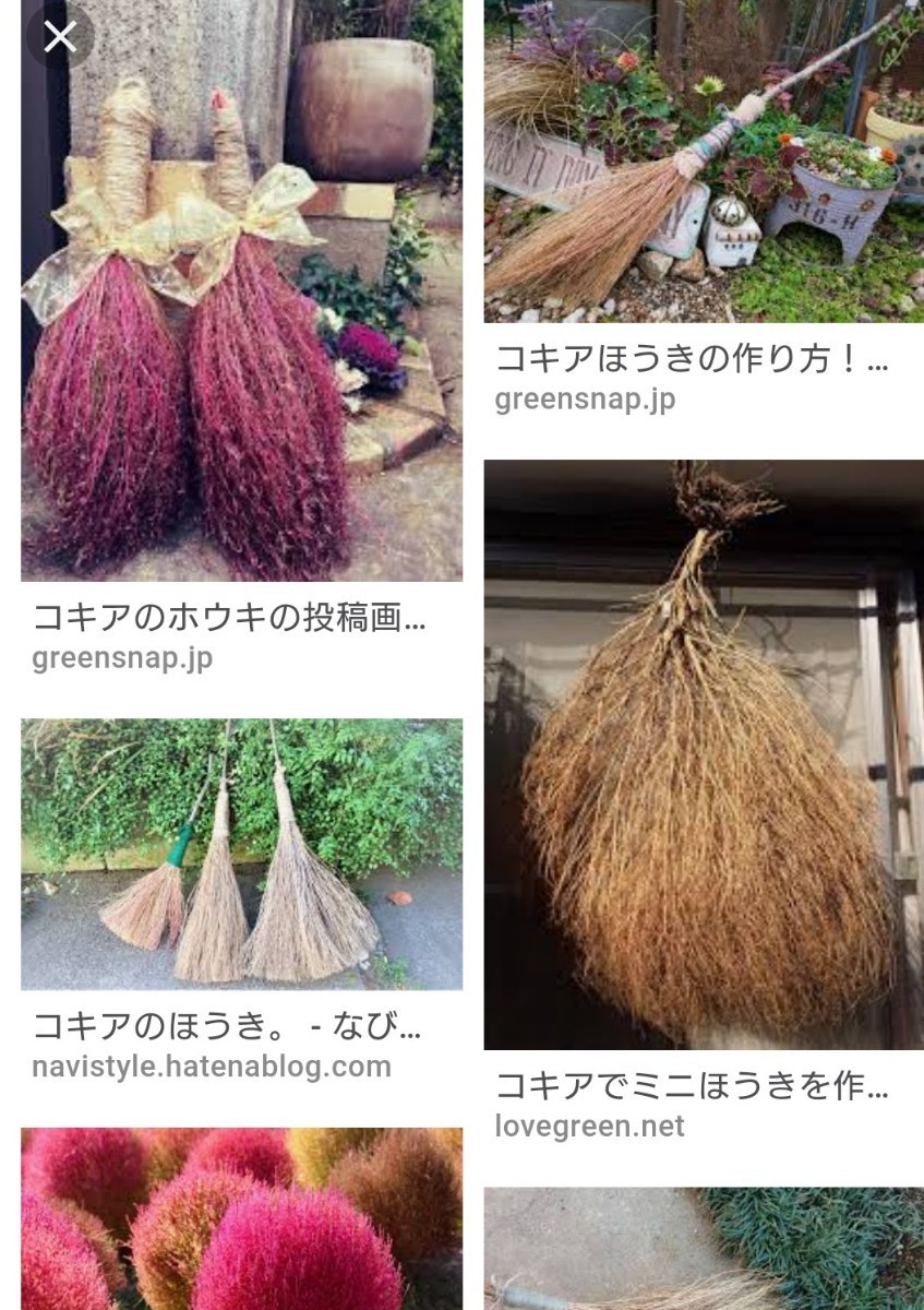ラスト コキア 30 55cm位 8本 ほうき草 紅葉 一年草 Www Hospitalbomclima Com Br ラスト コキア 30 55cm位 8本 ほうき草 紅葉 一年草 Www Hospitalbomclima Com Br