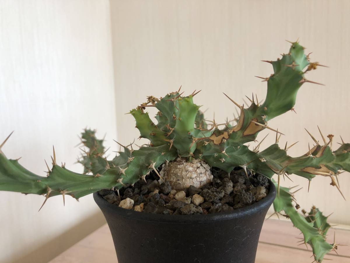 ユーフォルビア クラビゲラ Euphorbia clavigera　活着済み_画像5