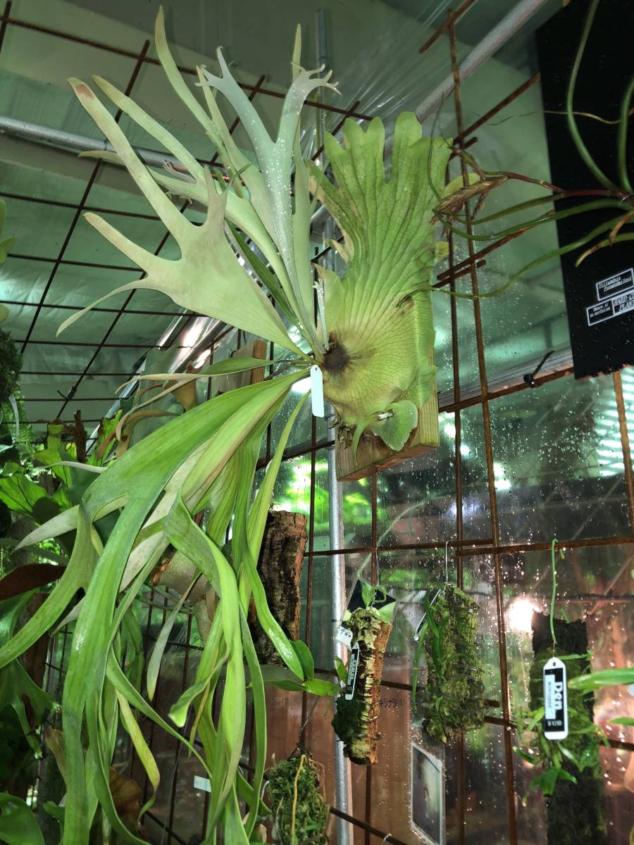 ビカクシダ Platycerium Ziesenhenne ジーゼンヘンネ コウモリ ビカクシダ Platycerium Ziesenhenne ジーゼンヘンネ コウモリ