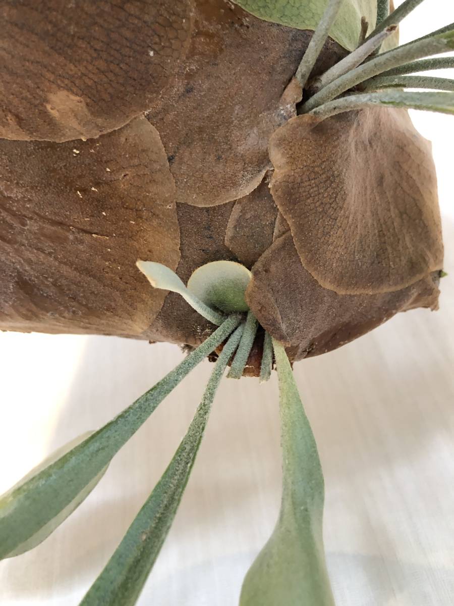 ビカクシダ Platycerium Ziesenhenne ジーゼンヘンネ コウモリ ビカクシダ Platycerium Ziesenhenne ジーゼンヘンネ コウモリ
