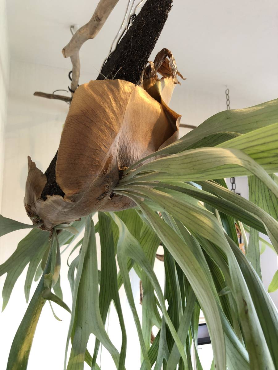 ビカクシダ Platycerium Ziesenhenne ジーゼンヘンネ コウモリ ビカクシダ Platycerium Ziesenhenne ジーゼンヘンネ コウモリ