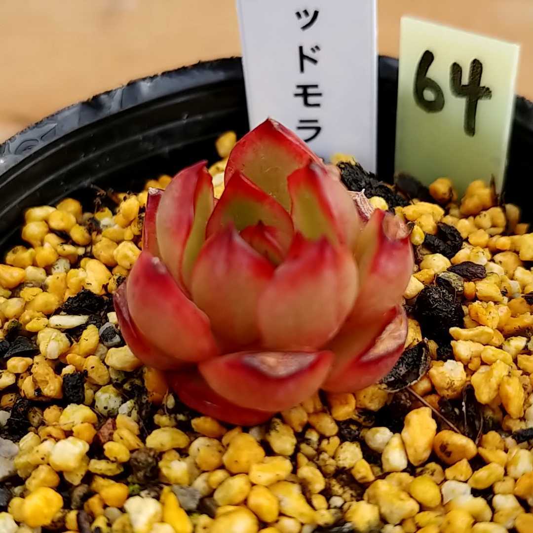 現地球 大株 赤肌 アデニウム ソマレンセ54600 植物 | filmekimi.iksv.org