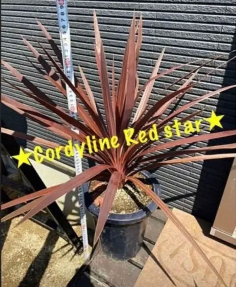 Cordyline Red Star ※とても綺麗な樹形です