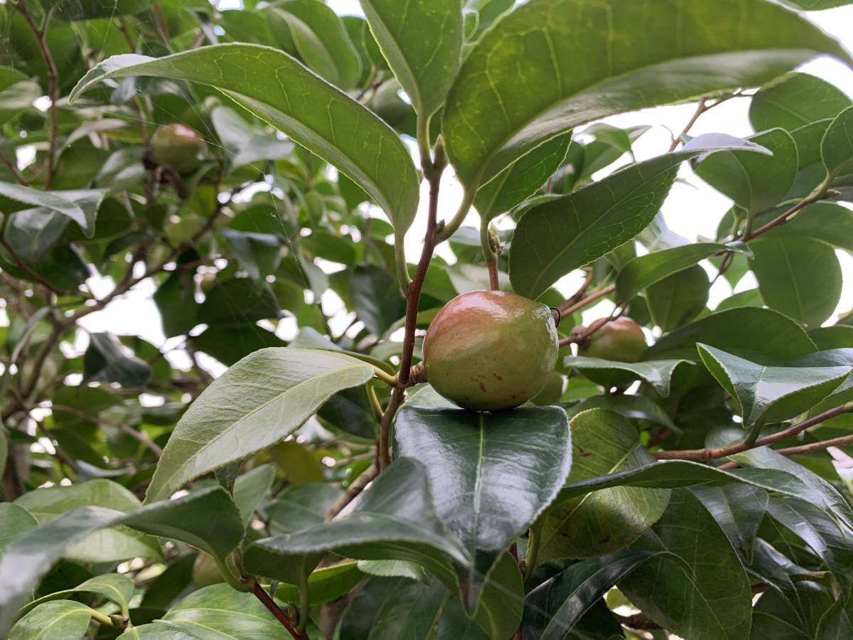 椿 挿し穂 8本 ■送料無料（ツバキ つばき 真っ赤）植木 庭木 赤 綺麗 特急発送 庭園の画像6