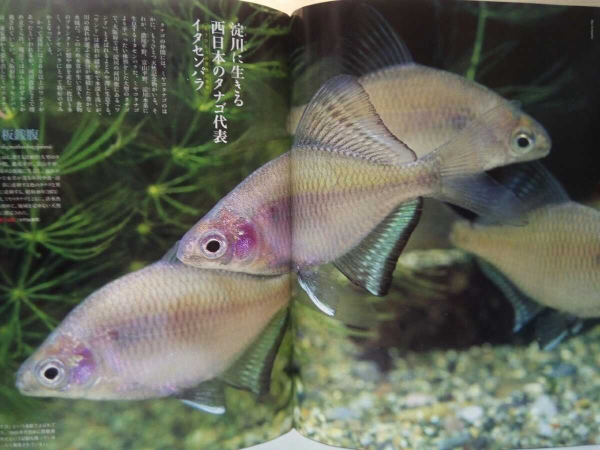  out of print ** weekly japanese natural memory thing 31miyakotanago** Japan production * rare freshwater fish * Kanto district. Ogawa . two sheets .. production egg *. river itasempala* sweetfish mo when other 