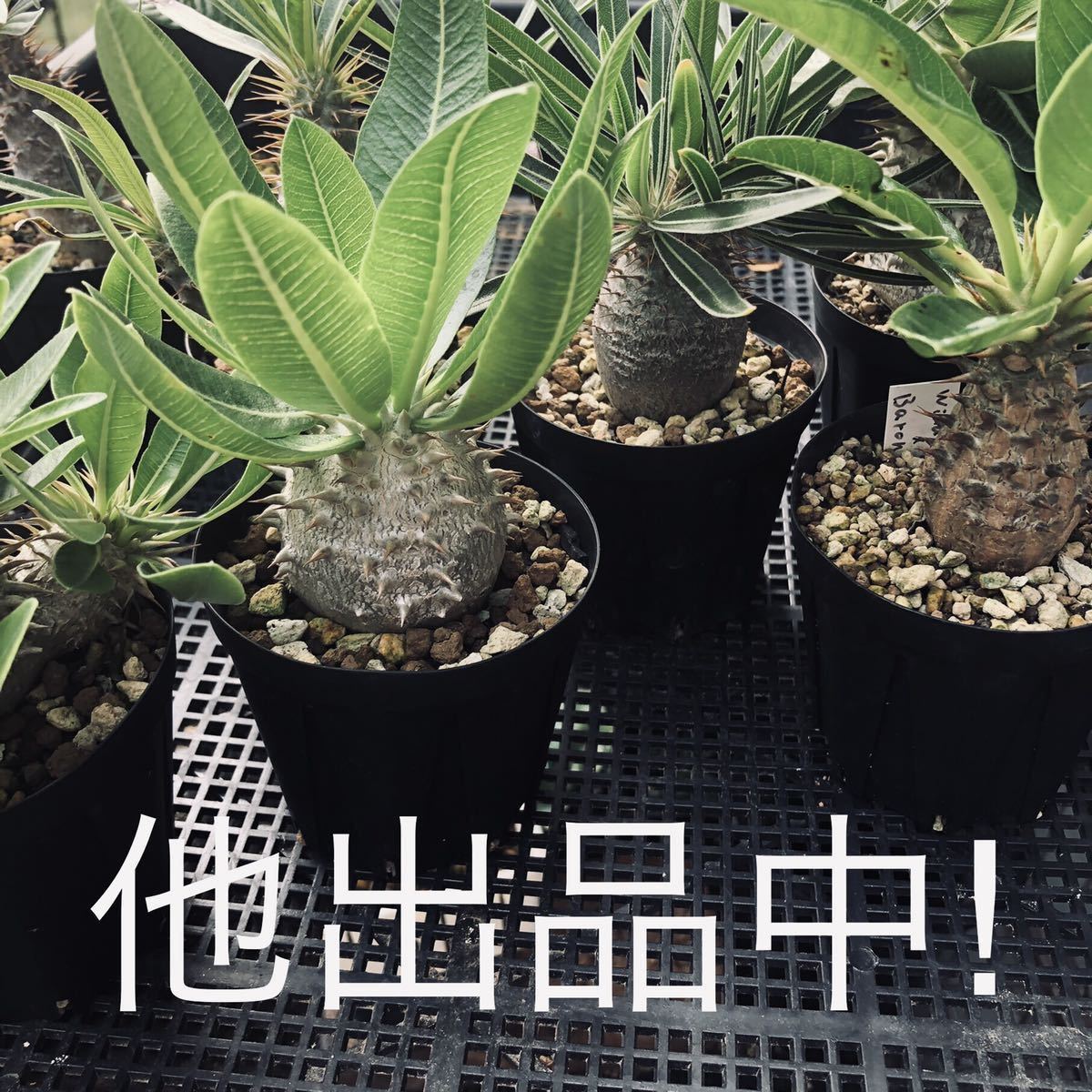 パキポディウム ウィンゾリー × バロニー交配種 国内実生B　Pachypodium windsorii × baronii 検索)グラキリス　塊根植物_画像9