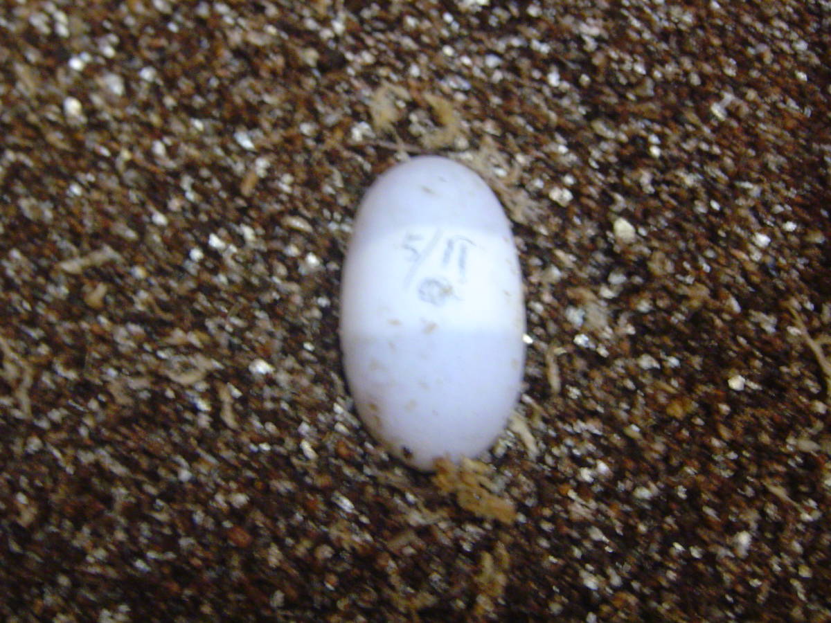 セマルハコガメ 卵 有精卵 5月11日産卵分 1個 25℃管理 チュウゴクセマル
