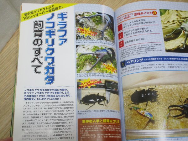  rhinoceros beetle * stag beetle super catalog # domestic production oo stag beetle breeding / Hercules .../gi rough ..120 millimeter over //. writing . new light company 