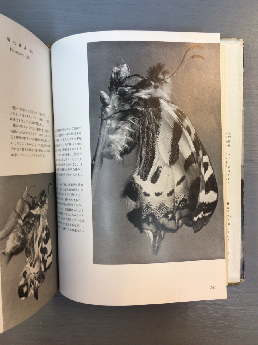 初版『田淵行男 ヒメギフチョウ』誠光堂新光発行 初版『田淵行男 ヒメギフチョウ』誠光堂新光発行