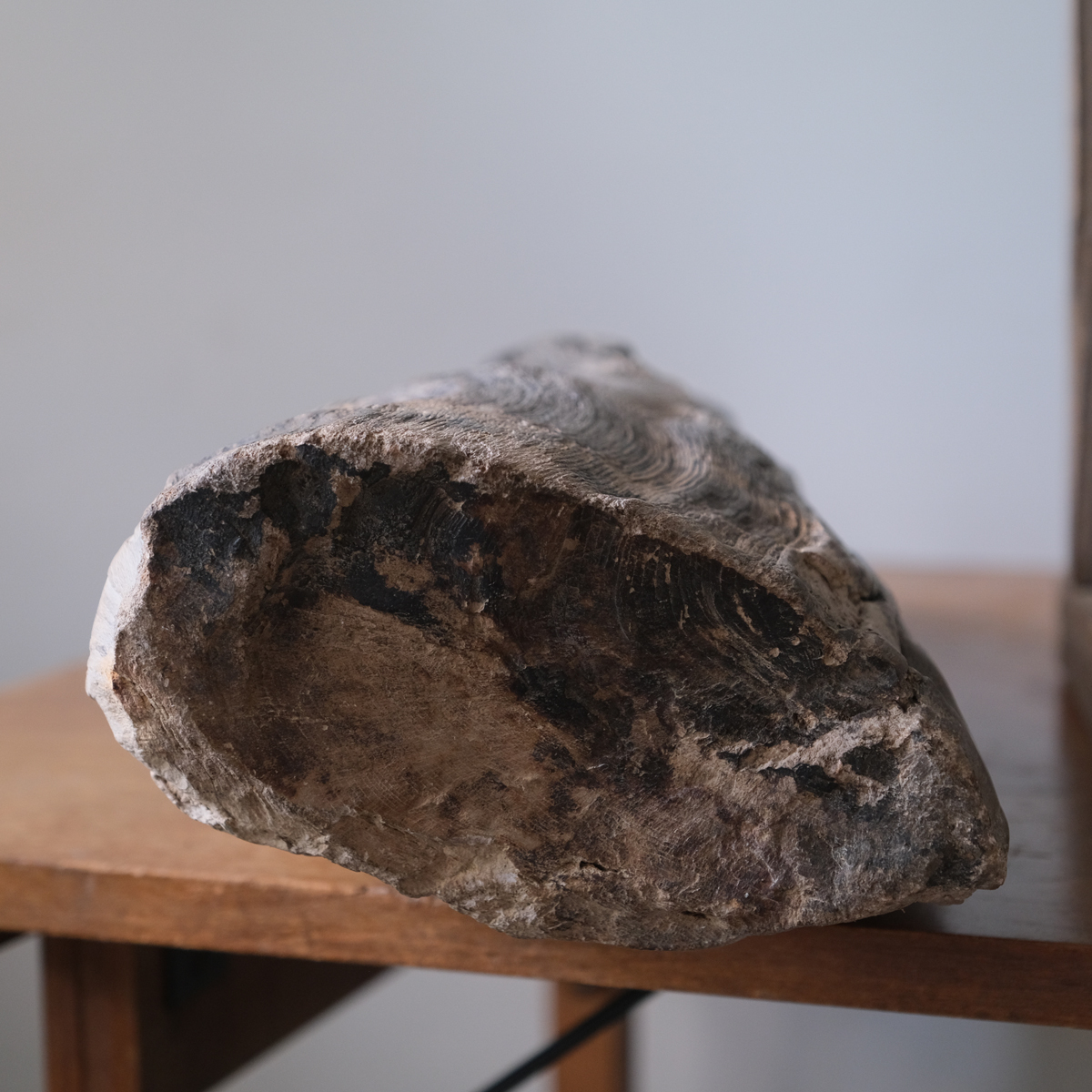 珍品 希少 大きなサイズの珪化木 木化石 送料無料 /鉱物 鉱石 結晶