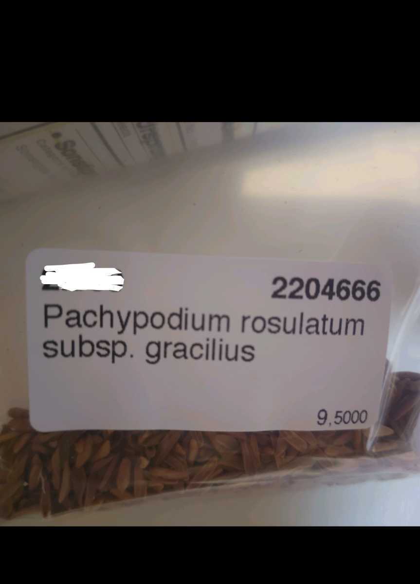 パキポディウム　グラキリス　種子　30粒　No5_画像2